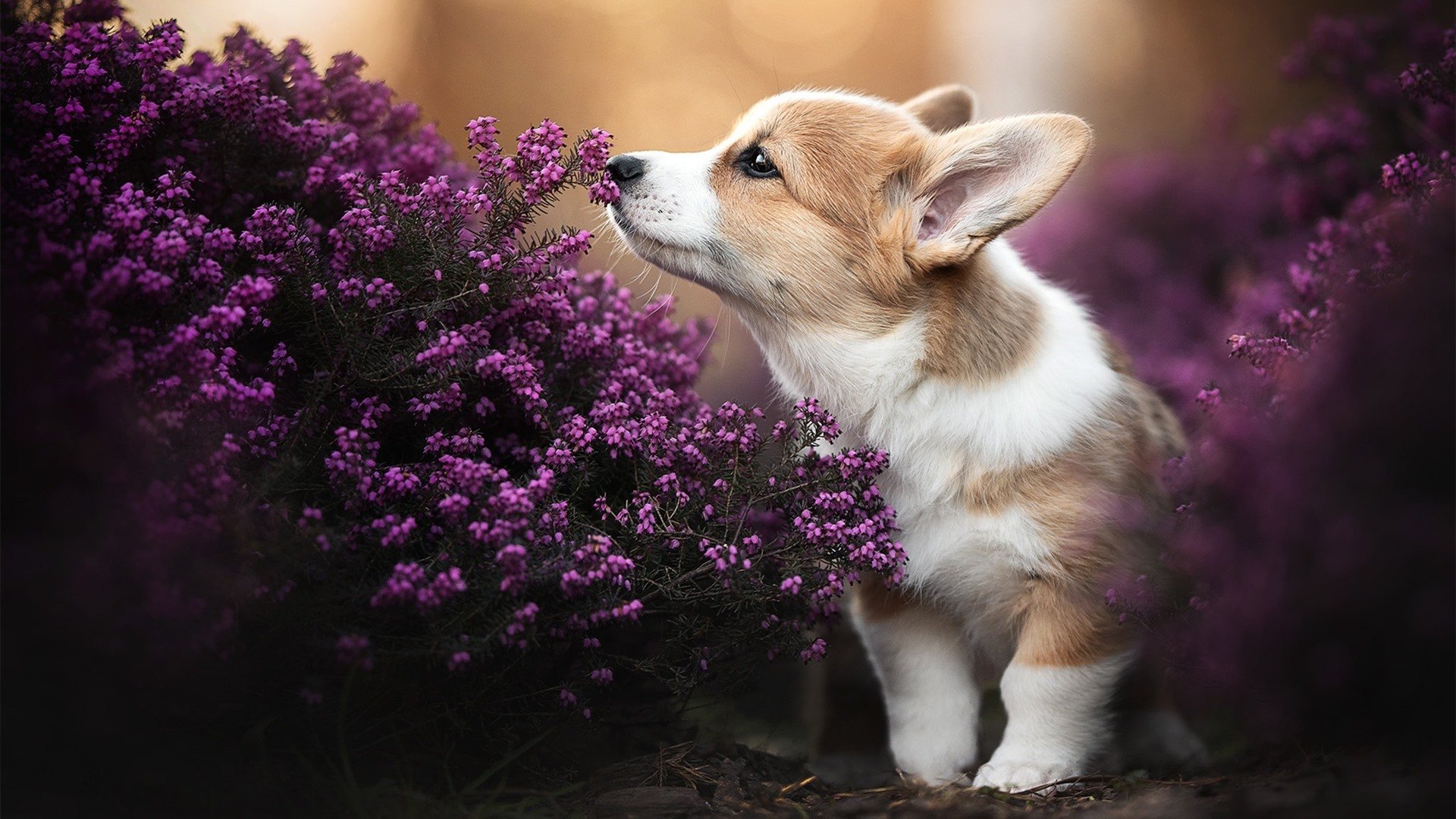 金矿的咆哮，阿尔瓦雷斯魔幻爆发，几内亚矿工击溃毕尔巴鄂雄狮