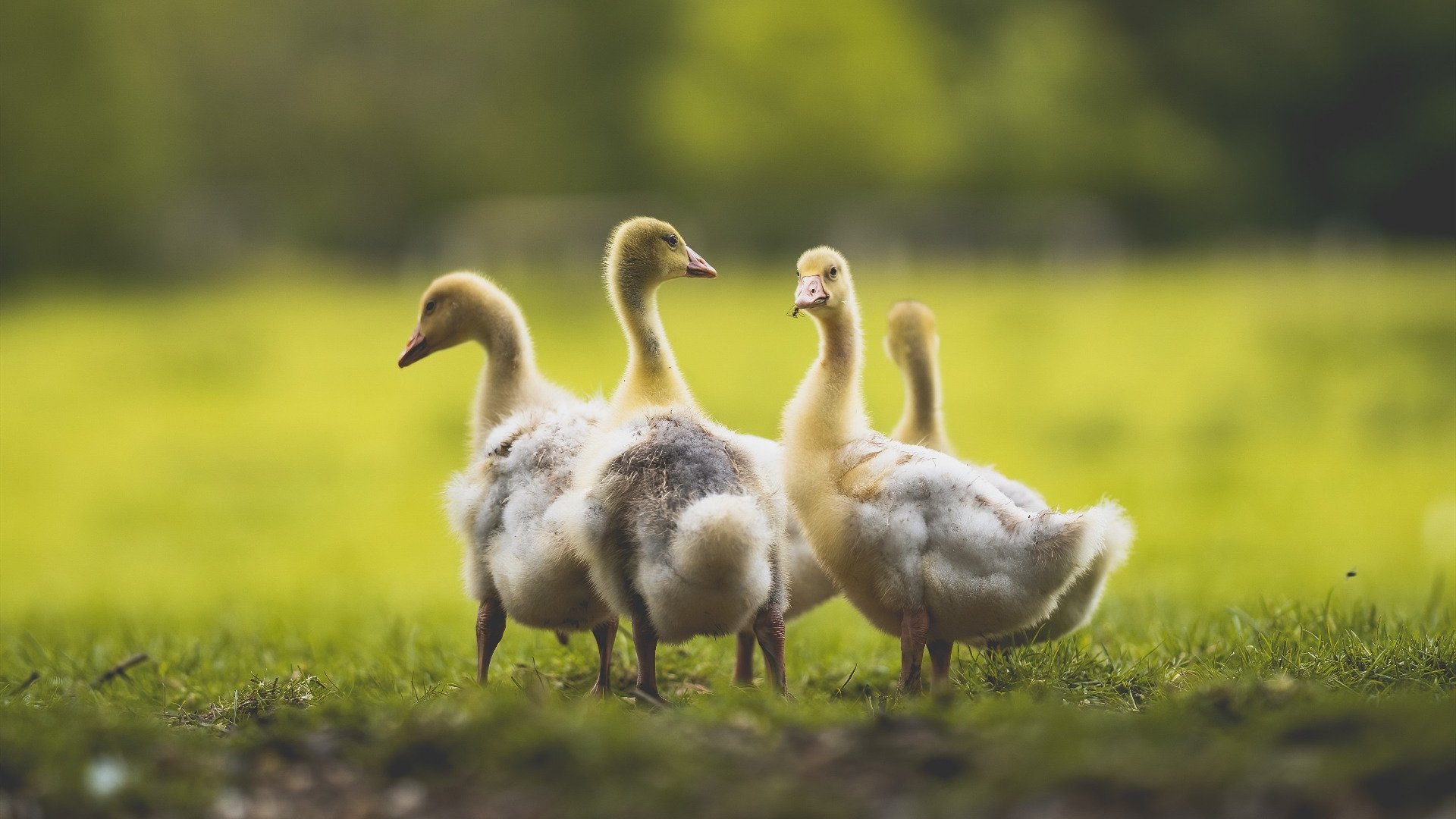 速度与激情,灰熊以F1焦点战之势轻取步行者
