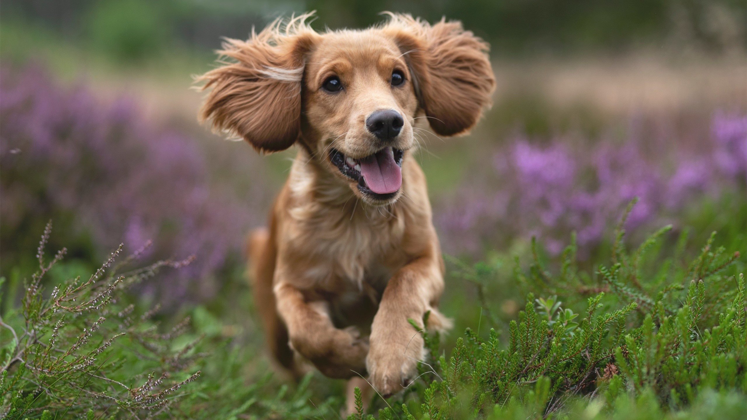 -阿坎吉一手掌控比赛走势，几内亚单节爆发拉开伊朗