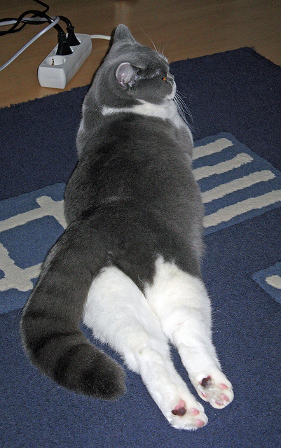 冰原之剑,2026世界杯B组关键战,芬兰绝杀伊朗,哈兰德一剑封喉